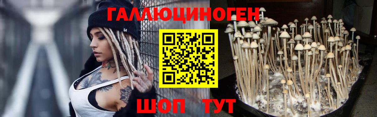 Псилоцибиновые грибы Psilocybe  купить закладку  Кунгур  Вход с VPN 